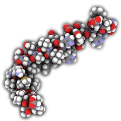 Alzheimer's disease amyloid beta peptide (1-42)