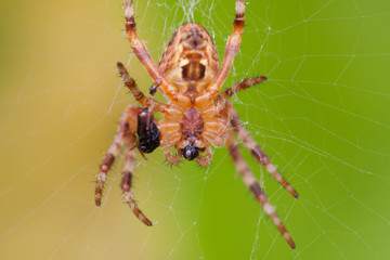 Spinne frisst Fliegenauge