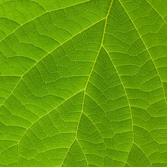 Fototapeta na wymiar Texture of green leaf