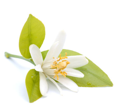 Bl&uuml;te, Zitrusfrucht