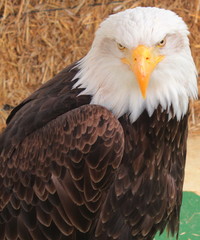 Aquila calva