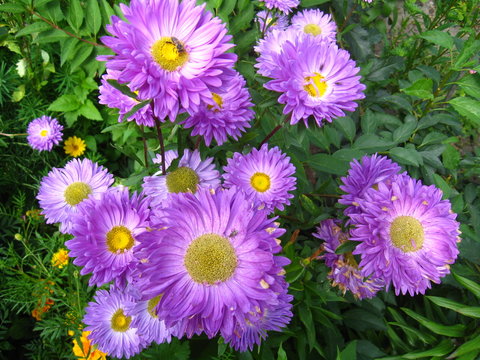The flowers of blue beautiful aster