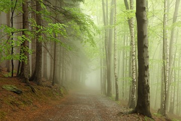 Fototapety  Leśna ścieżka na granicy drzew iglastych i liściastych