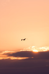 Fototapeta na wymiar flying gull