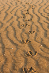 footprints in the sand