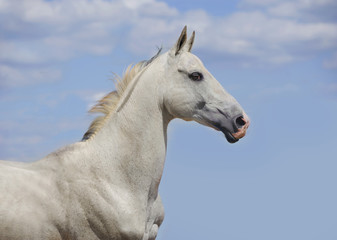 outstanding white akhal-teke horse portrait with blue sky behind