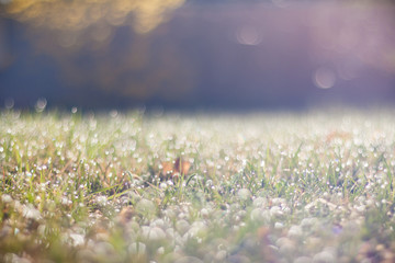 meadow in the morning light