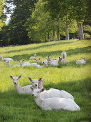 Wei&szlig;es Damwild im Tierpark Sababurg