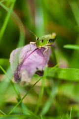 Grashopper on leaf
