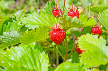 Wild strawberry, strawberry