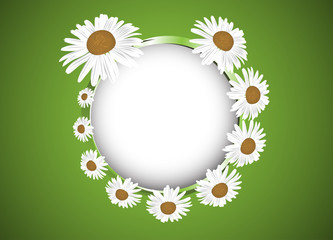Background with daisies flowers