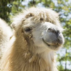 camel portrait - 42360917