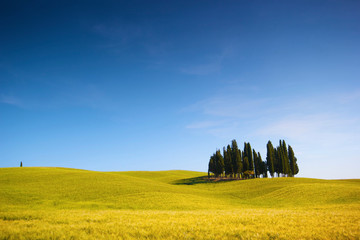 Campo di grano con cipressi e cielo blu, italia