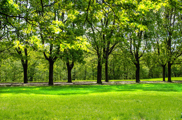 Fototapeta na wymiar Tree line in Vigeland park
