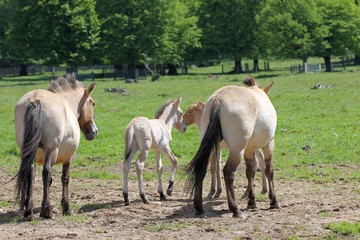 Fototapeta premium Przewalskistuten mit neugeborenen Fohlen