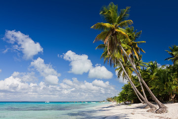 Palm trees on the tropical beach, Caribbean Sea