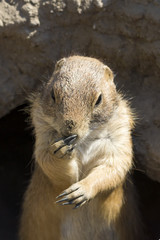 thinking souslik (ground squirrel)