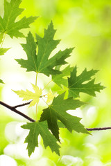 Fototapeta na wymiar Beautiful branch with green maple leaves
