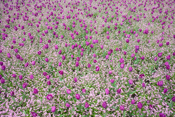Obraz na płótnie Canvas Purple tulip field