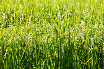 green paddy rice in field.