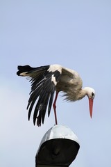 The White Stork (Ciconia ciconia) on the lamp.