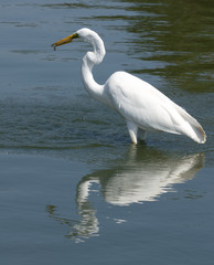 Great White Egret