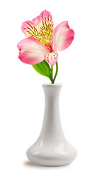 Beautiful lily flower in the vase