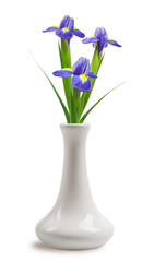 Beautiful bright irises in vase on White Background