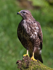 Buzzard
