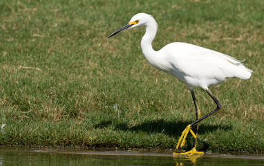 Snowy Egret