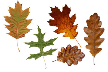 Fototapeta premium Bunte Herbstblätter Eiche
