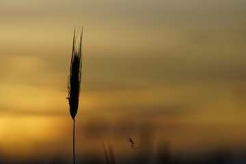 Zboże © Patryk Kosiński