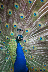 Obraz premium Peacock displaying its feathers