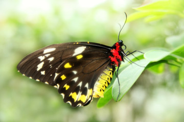 Obraz na płótnie Canvas Tropical Butterfly
