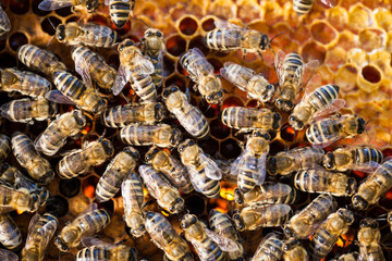 Macro shot of bees swarming on a honeycomb