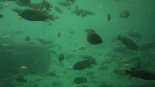 Fish in a pond underwater