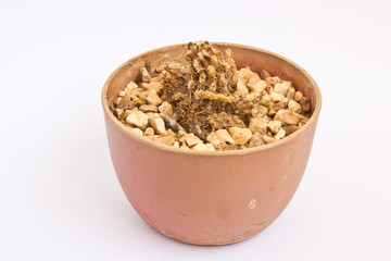 Dried cactus in Plastic pots white background.