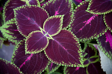 croton indoor plant © kaowenhua