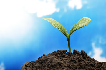 green sprout on sky background
