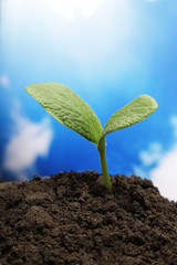 green sprout on sky background