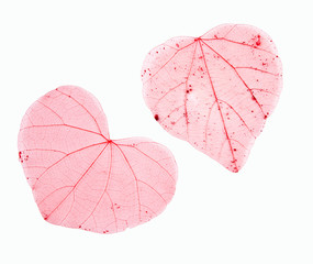 Heart-shaped transparent leaves