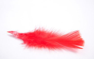 red fur isolated on white