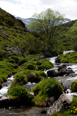 Fototapeta na wymiar Torrent Pyrenees