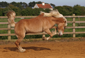 Obraz premium Skoki przez konie