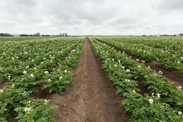 Fototapeta na wymiar Landwirtschaft Kartoffel