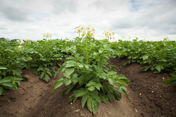Landwirtschaft Kartoffel