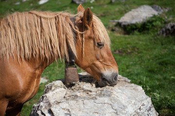 Fototapeta premium Chevaux