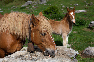 Obraz premium Chevaux