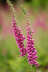 Fingerhut, digitalis