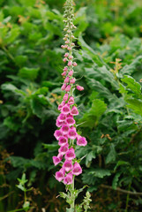 Fingerhut, digitalis